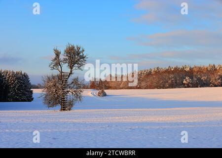 Winter, Baum, Bayern, Oberpfalz, Winterbaum,  Schnee, Eis,  Winterlandschaft,  Schneelandschaft  in Sulzbach Rosenberg bei Amberg Stock Photo