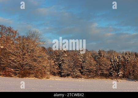 Winter, Baum, Bayern, Oberpfalz, Winterbaum,  Schnee, Eis,  Winterlandschaft,  Schneelandschaft  in Sulzbach Rosenberg bei Amberg Stock Photo