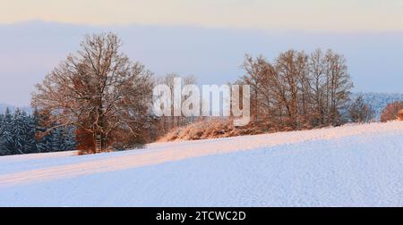 Winter, Baum, Bayern, Oberpfalz, Winterbaum,  Schnee, Eis,  Winterlandschaft,  Schneelandschaft  in Sulzbach Rosenberg bei Amberg Stock Photo