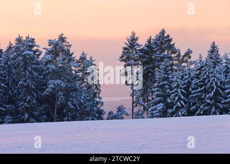 Winter, Baum, Bayern, Oberpfalz, Winterbaum,  Schnee, Eis,  Winterlandschaft,  Schneelandschaft  in Sulzbach Rosenberg bei Amberg Stock Photo