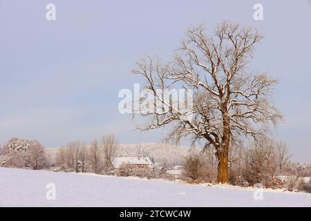 Winter, Baum, Bayern, Oberpfalz, Winterbaum,  Schnee, Eis,  Winterlandschaft,  Schneelandschaft  in Sulzbach Rosenberg bei Amberg Stock Photo