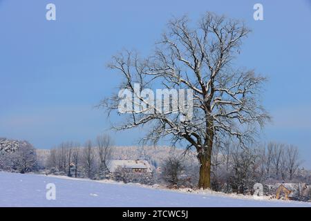 Winter, Baum, Bayern, Oberpfalz, Winterbaum,  Schnee, Eis,  Winterlandschaft,  Schneelandschaft  in Sulzbach Rosenberg bei Amberg Stock Photo