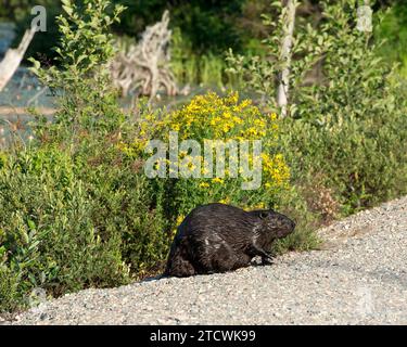 Beaver close-up side view on the side of the pond with yellow flower plants background in its environment and habitat surrounding. Stock Photo