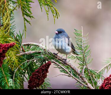 Slate Coloured Junco perched on a red stag horn sumac plant with a soft background in its environment and habitat surrounding. Stock Photo