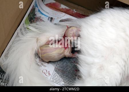 Turkish Angora Cat Giving Birth Stock Photo