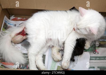 Turkish Angora Cat giving Birth to Kittens in a Box Stock Photo