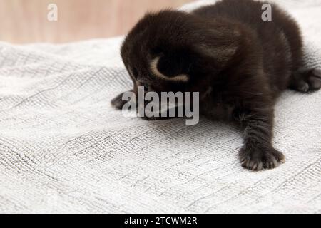 17 Days Old Tabby Turkish Angora Cross Kitten Stock Photo
