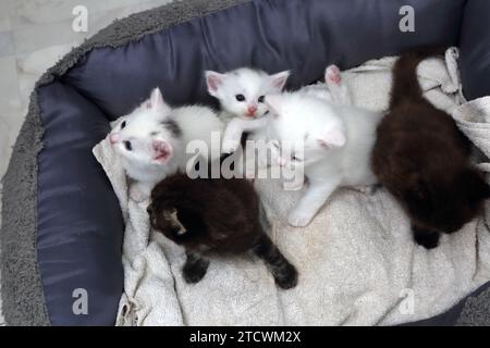 Litter of 4 Weeks Old Turkish Angora Kittens in Cat bed Stock Photo
