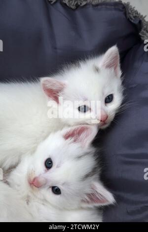 Portrait of two 4 Week Old Turkish Angora Kittens in Cat bed Stock Photo