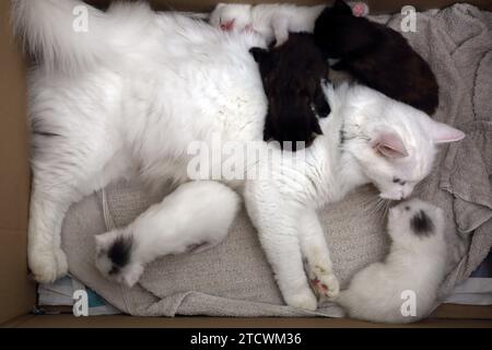 Turkish Angora Cat with 18 Days old Kittens Surrey England Stock Photo