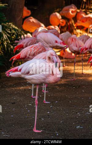 Chilean flamingos standing on one leg, Phoenicopterus chilensis Stock Photo