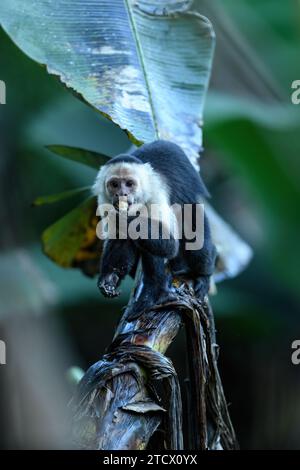 Eating Colombian white-faced capuchin (Cebus capucinus) on tree, Costa Rica wildlife Stock Photo