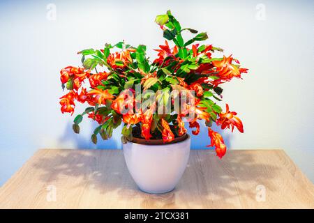Blooming Christmas cactus (Schlumbergera) with vibrant red flowers Stock Photo