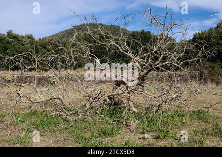 twisted branches of fallen dead tree in Etna Park, Sicily, Italy Stock Photo