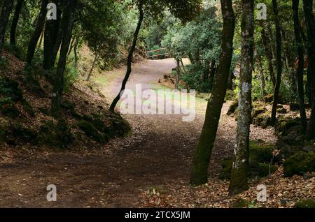 winding path through woods in Etna Park, Sicily, Italy Stock Photo