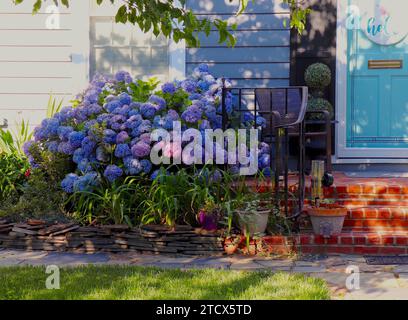 Home Entrance Garden of Hydrangea Bush and Potted Plants Stock Photo