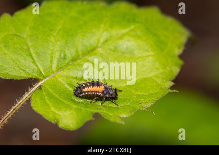 Asian Multi-colored Lady Beetle Larva - Harmonia axyridis Stock Photo