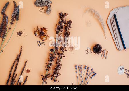 Top view of flower seeds variety. Collecting picked dry seedpods of foxglove veronica lavender agastache dahlia zinnia ornamental grass in paper bags. Stock Photo