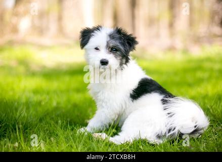 A cute Maltese x Poodle mixed breed puppy, also known as a Maltipoo, sitting outdoors Stock Photo