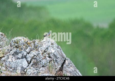 White-throated Robin (Irania gutturalis) on rocks, in the rain. Stock Photo