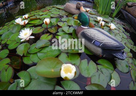 Wide angle view of the rubber duck in the pond with water lily Stock Photo