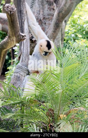 this is a female white cheeked gibbon in a tree Stock Photo