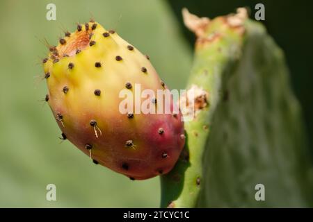 Opuntia, commonly called prickly pear, is a genus in the cactus family - Qrendi, Malta Stock Photo