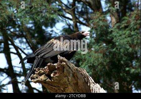 A Wedge Tailed Eagle (Aquila Audax) poses on a log at Healesville Sanctuary in Victoria, Australia. Thank goodness for long lenses! Stock Photo