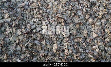 Oysters shells heap close up top view.The surface and texture of oysters perched on a rock. Stock Photo