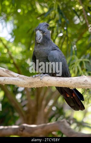 Male Red-tailed Black Cockatoos are black with two vibrant red stripes in the tail. They also have a very full crest and a black bill Stock Photo