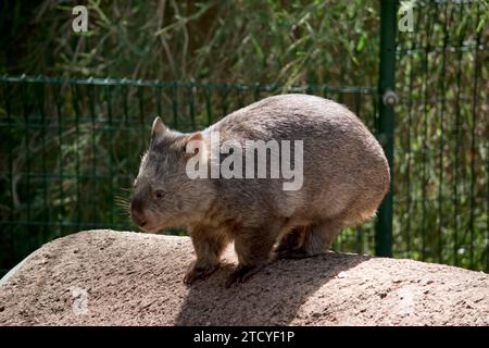the common wombat has a large, blunt head with small eyes and ears, and a short, muscular neck. Their sharp claws and stubby, powerful legs make them Stock Photo