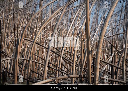 The stark beauty of a burnt forest stands as a somber reminder of wildfire's power in Rocky Mountain National Park, awaiting nature's slow revival. Stock Photo