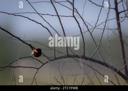 A male Red-backed fairy-wren is perched on a thorn-bush twig enjoying the early morning sunlight at St Lawrence in Central Queensland, Australia. Stock Photo