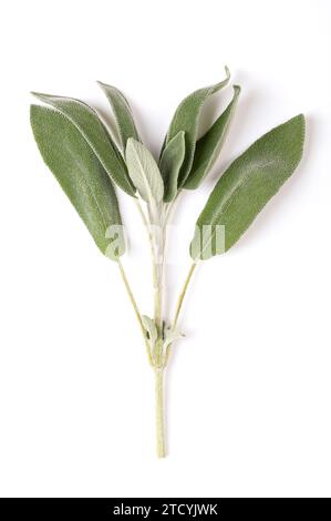 Whole fresh sage twig, from above. Common sage, Salvia officinalis, a grayish green herb with velvety leaves. Used as spice and as medicinal plant. Stock Photo