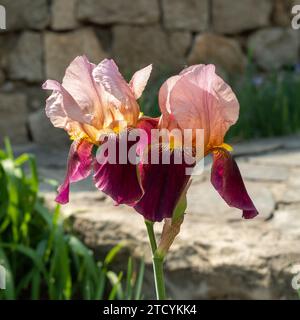 German Iris or Iris germanica, flower Stock Photo