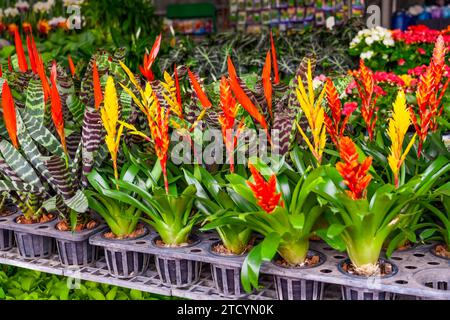Bromeliad vriesea of various colors and textures is a flowering tropical plant for decorative landscaping Stock Photo