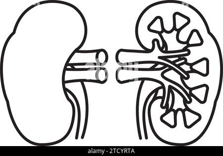 Simplified vector line  icon of human kidney and cross-section for World Kidney Day on March 14 Stock Vector