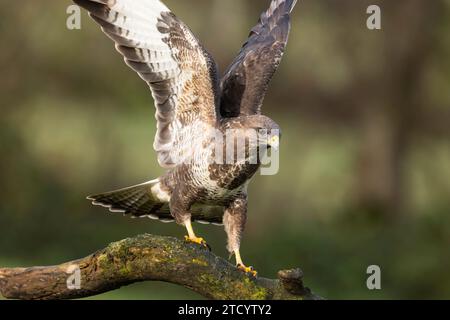 Buzzard landing on an old tree branch Stock Photo