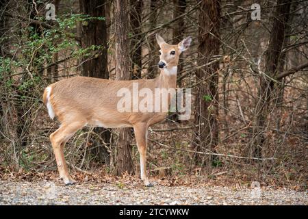 A Deer at Chickasaw National Recreation Area in Sulphur, Oklahoma Stock Photo