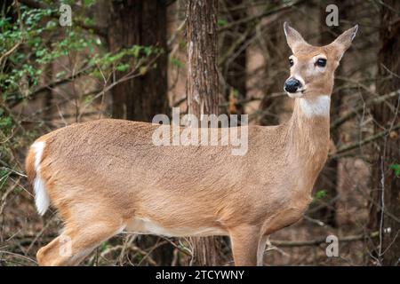 A Deer at Chickasaw National Recreation Area in Sulphur, Oklahoma Stock Photo