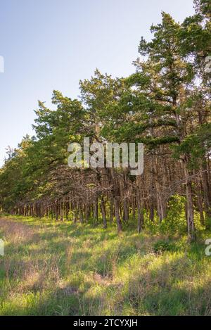 A Newly Planted Forest at Wichita Mountains National Wildlife Refuge