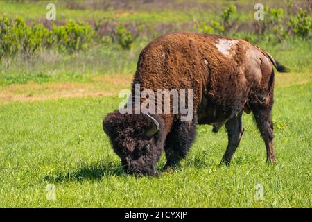 The Bison Bellows at Wichita Mountains National Wildlife Refuge