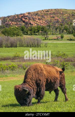 The Bison Bellows at Wichita Mountains National Wildlife Refuge