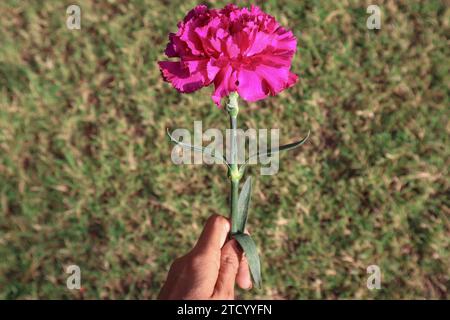 Beautiful dark Pink carnation flower in hands, on green grass background Stock Photo