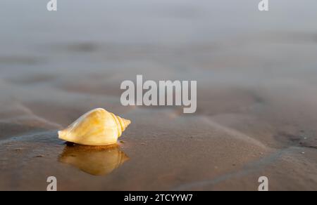 Lone seashell on the beach at sunrise. Blurred background Stock Photo
