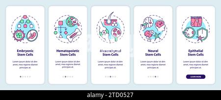 Walkthrough types of stem cell with colorful thin line icons Stock Vector