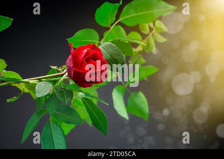 Red rose on a branch with foliage on a black abstract background. Stock Photo
