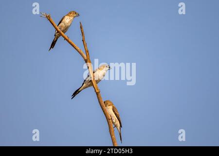 The African Silverbill, Lonchura cantans Stock Photo