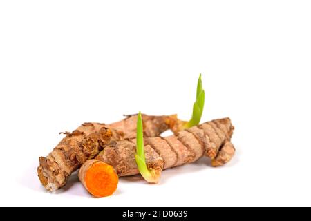Turmeric tubers with shoots against a white background Stock Photo