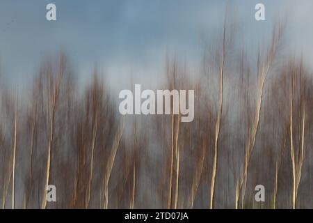 Abstract autumn colours in trees Stock Photo - Alamy